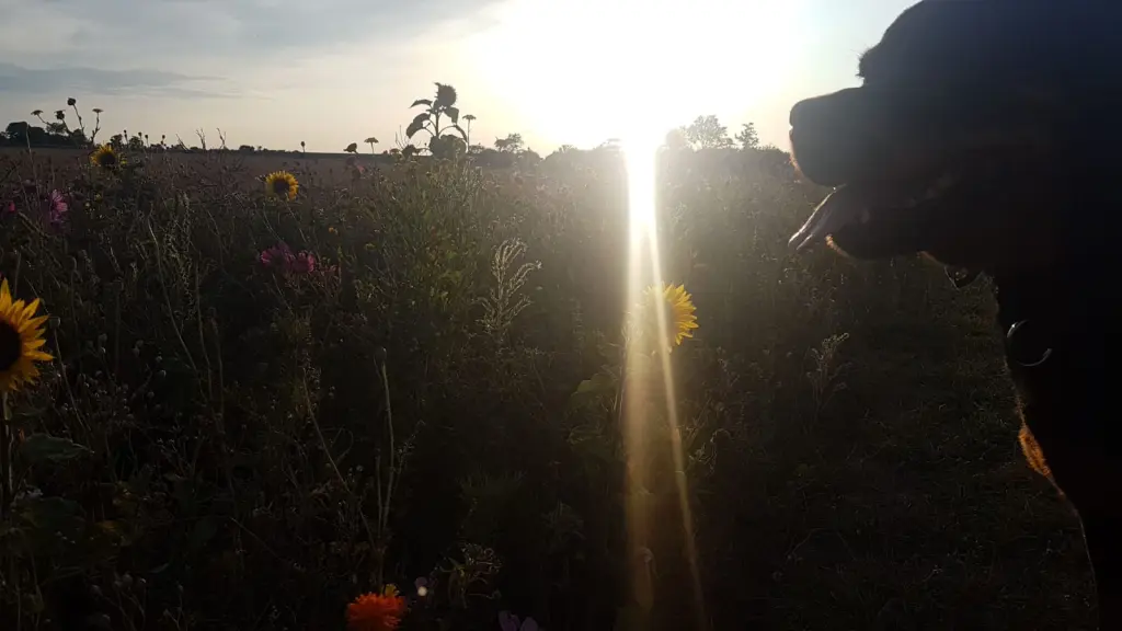 Andachtsbild von Lisa