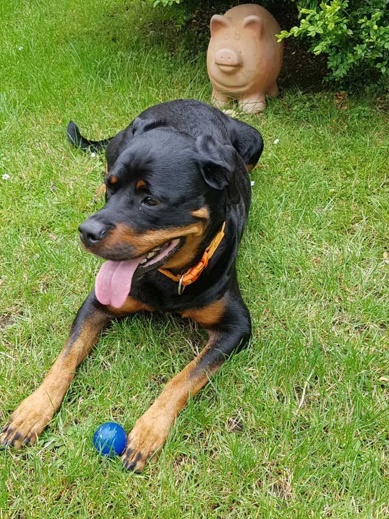 Andachtsbild von Herrchen & Frauchen