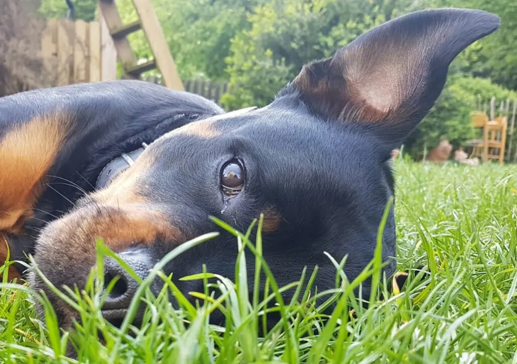 Andachtsbild von Omi & Opi