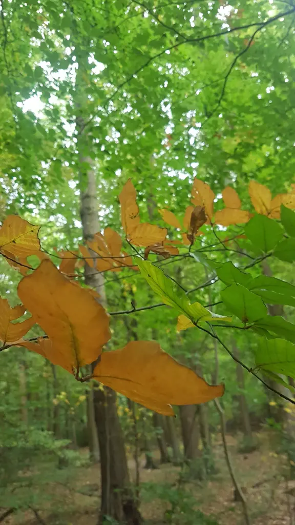 Andachtsbild von Frauchen