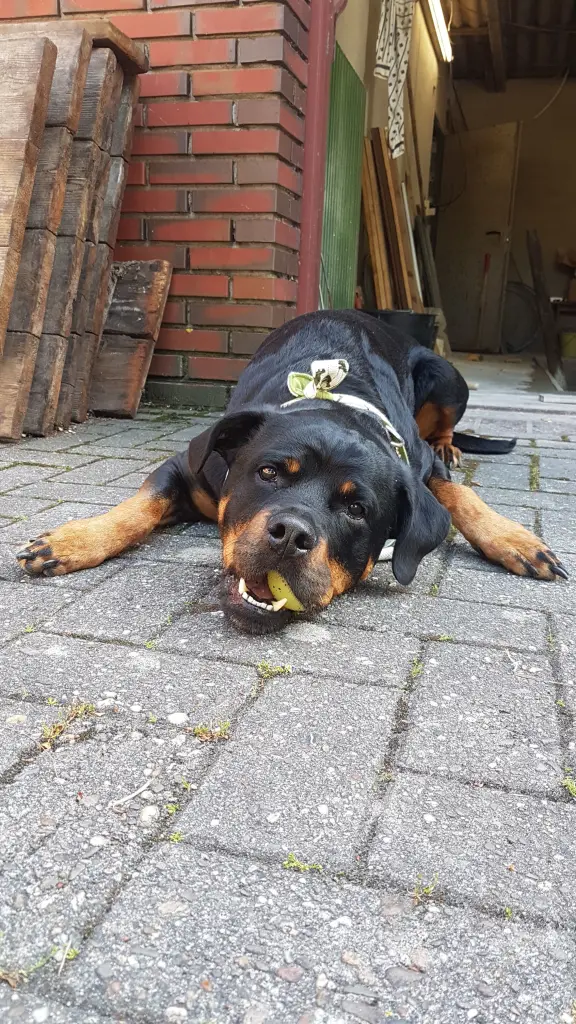 Andachtsbild von Frauchen