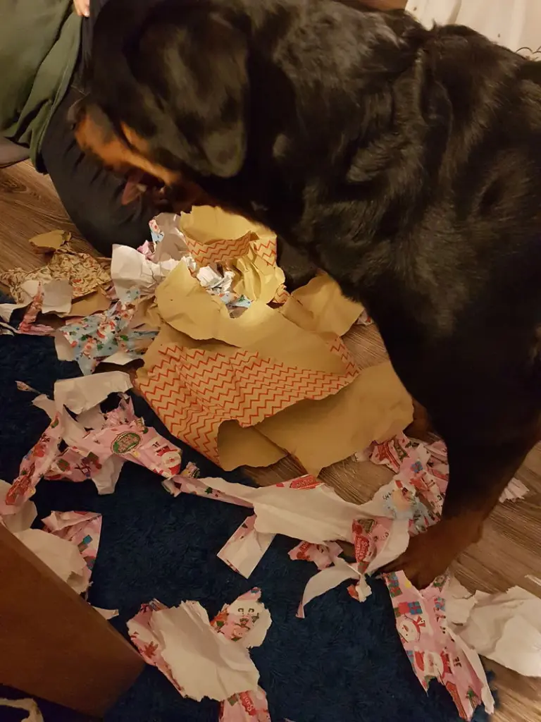 Andachtsbild von Frauchen