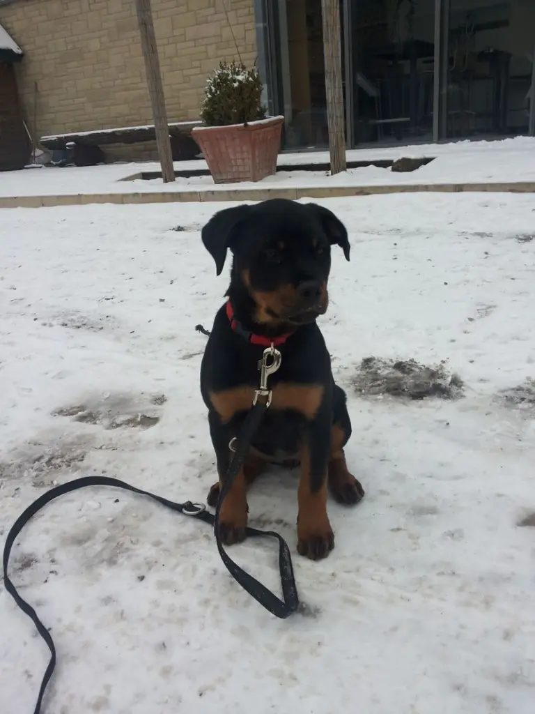 Andachtsbild von Frauchen