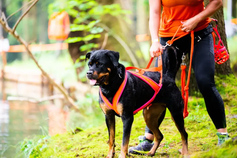 Andachtsbild von Frauchen 