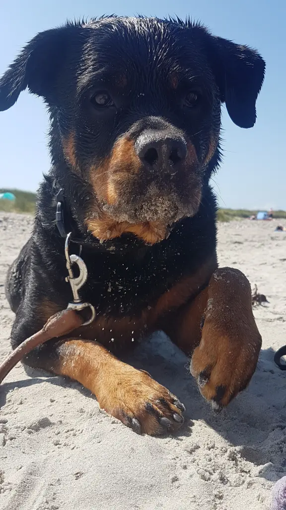 Andachtsbild von Frauchen