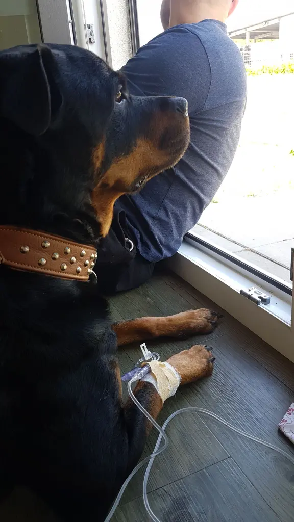 Andachtsbild von Frauchen