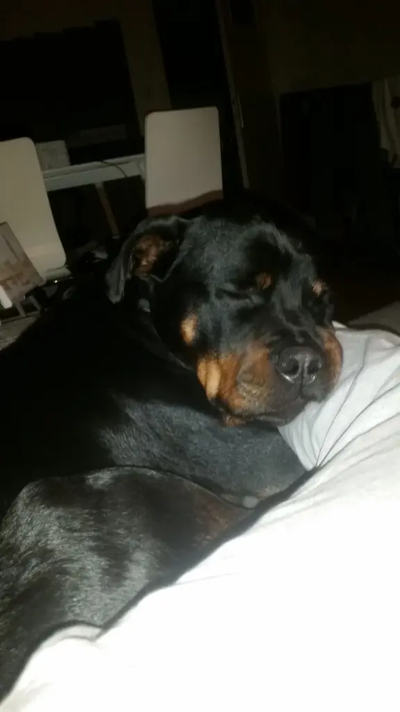 Andachtsbild von Frauchen