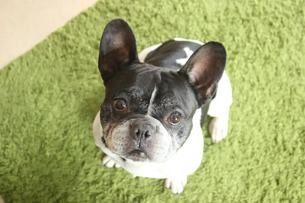Image from Max / Meister Yoda 