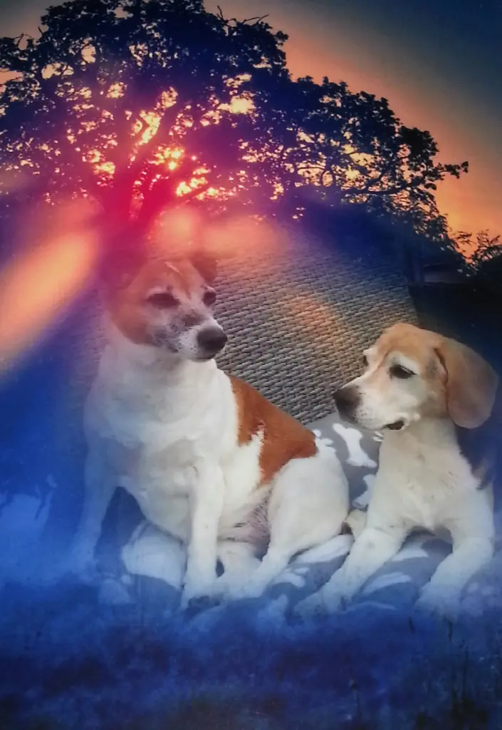 Condolence image of Sabine mit Luna im Herzen