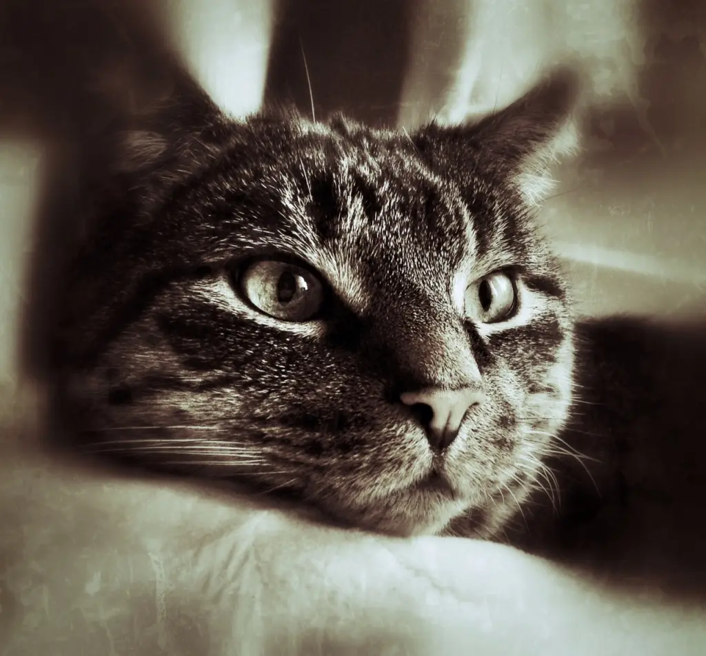 Image from Tigger