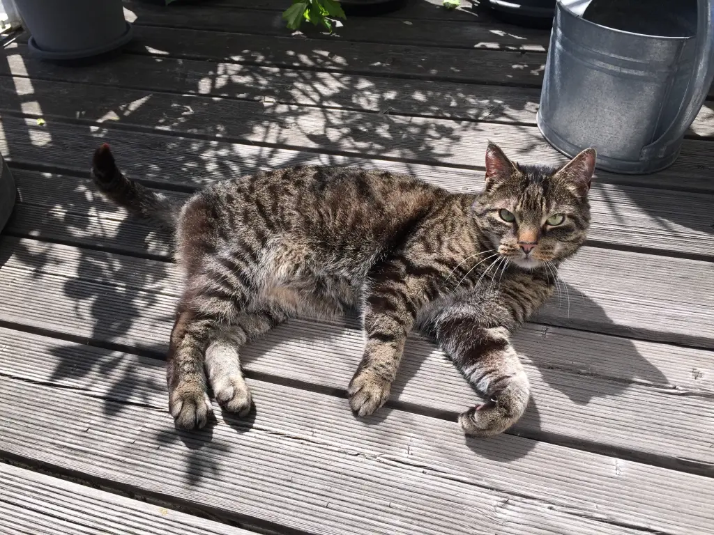 Image from Tigger
