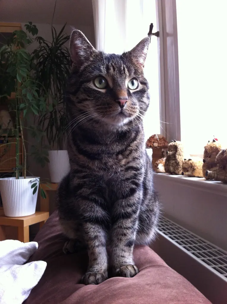 Image from Tigger