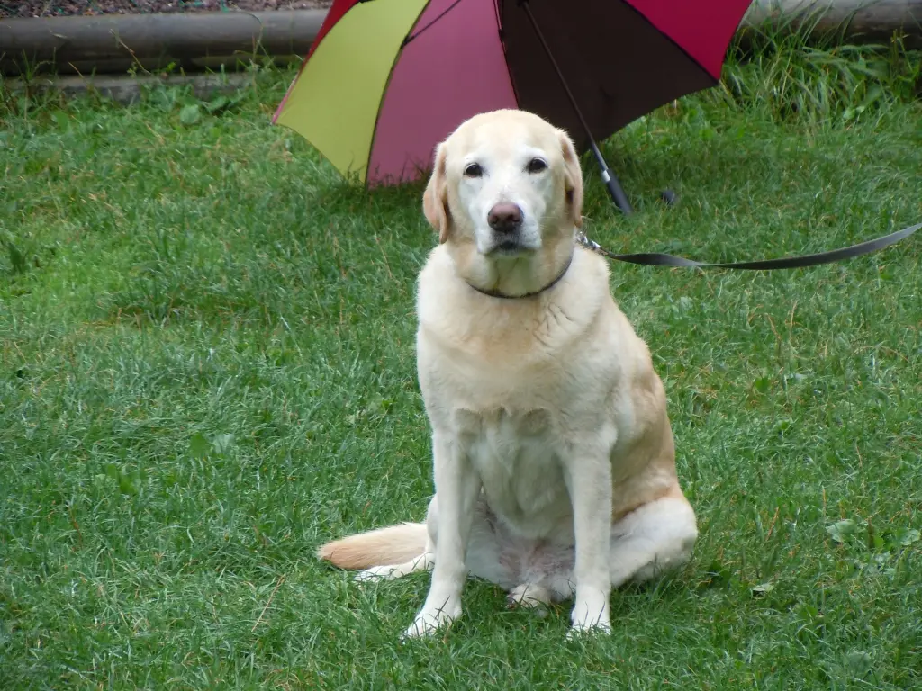 Bild von Kira