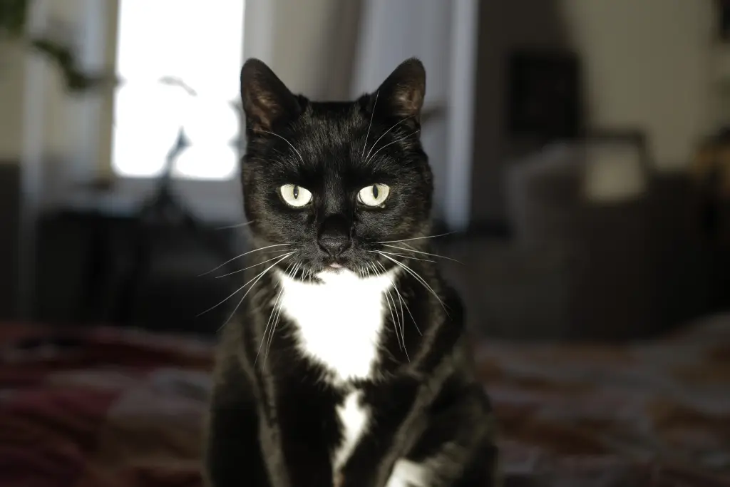 Image from Video