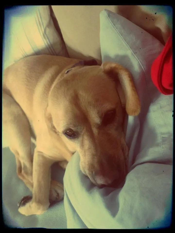 Image from Lucy