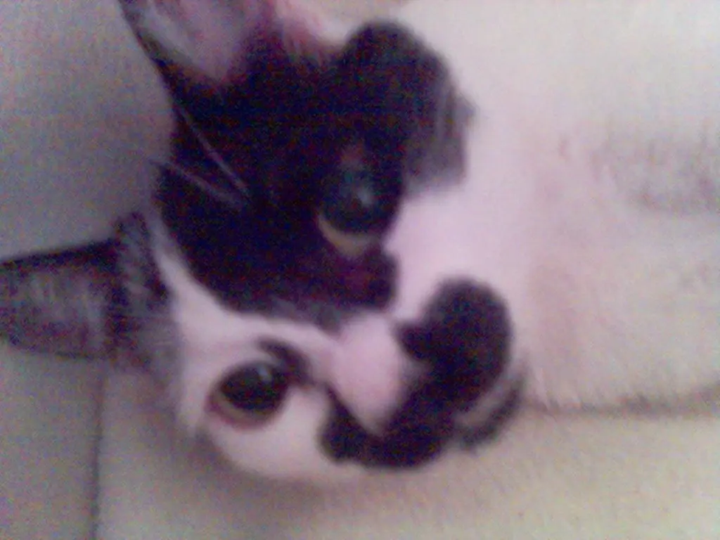 Image from Poppi