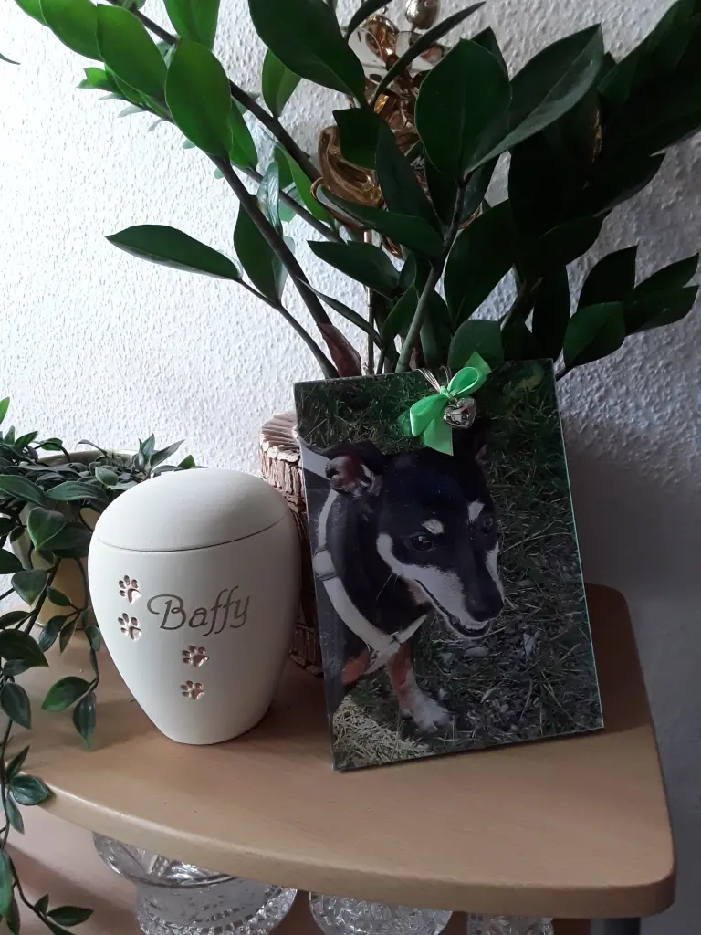 Condolence image of Cerstin mit Seelenhund Baffy