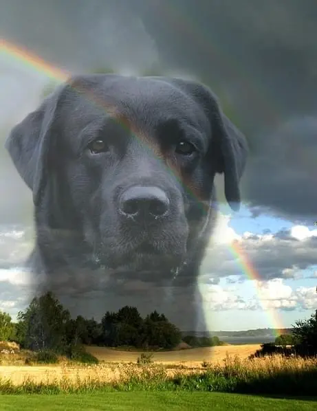 Condolence image of Claudia mit Kody im Herzen