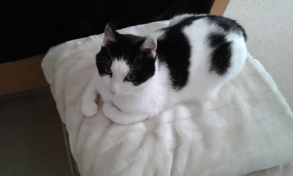 Condolence image of Sabine mit Rocky im Herzen