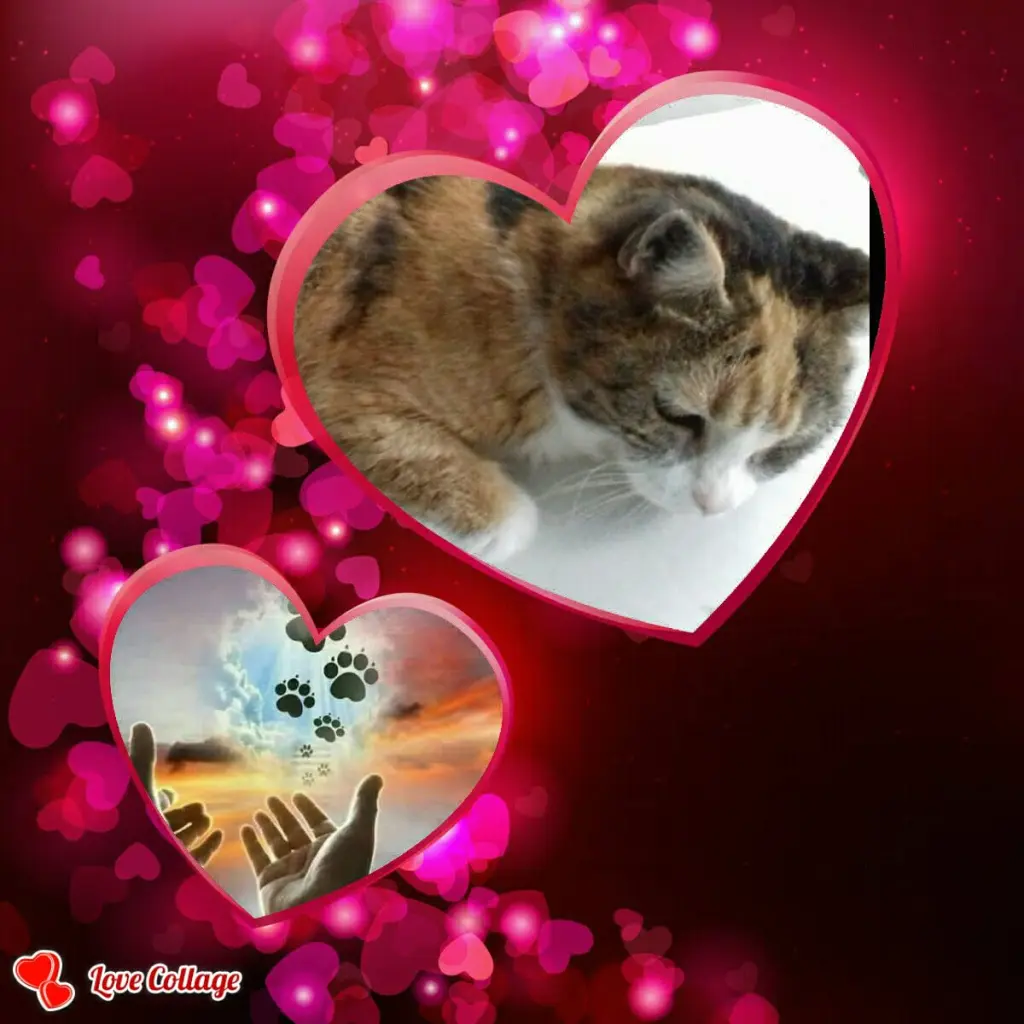 Image from Bonnie