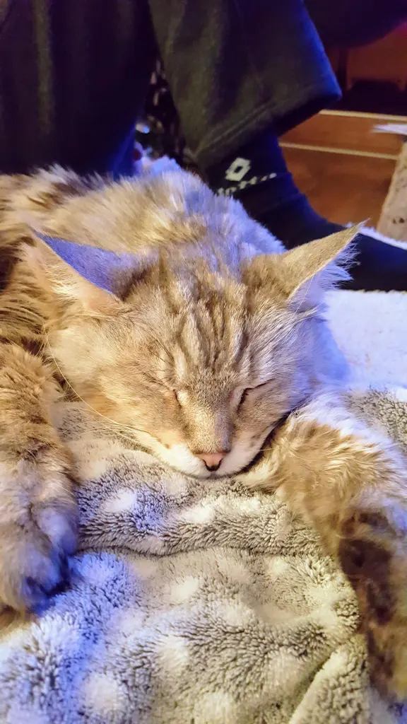Condolence image of Für Lucie ❤