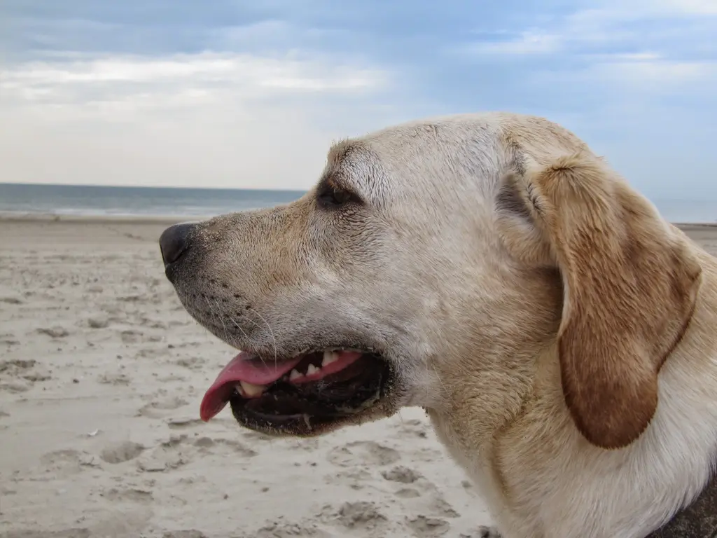 Condolence image of Andrea