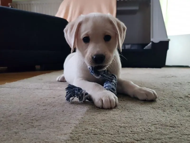 Condolence image of Susanne