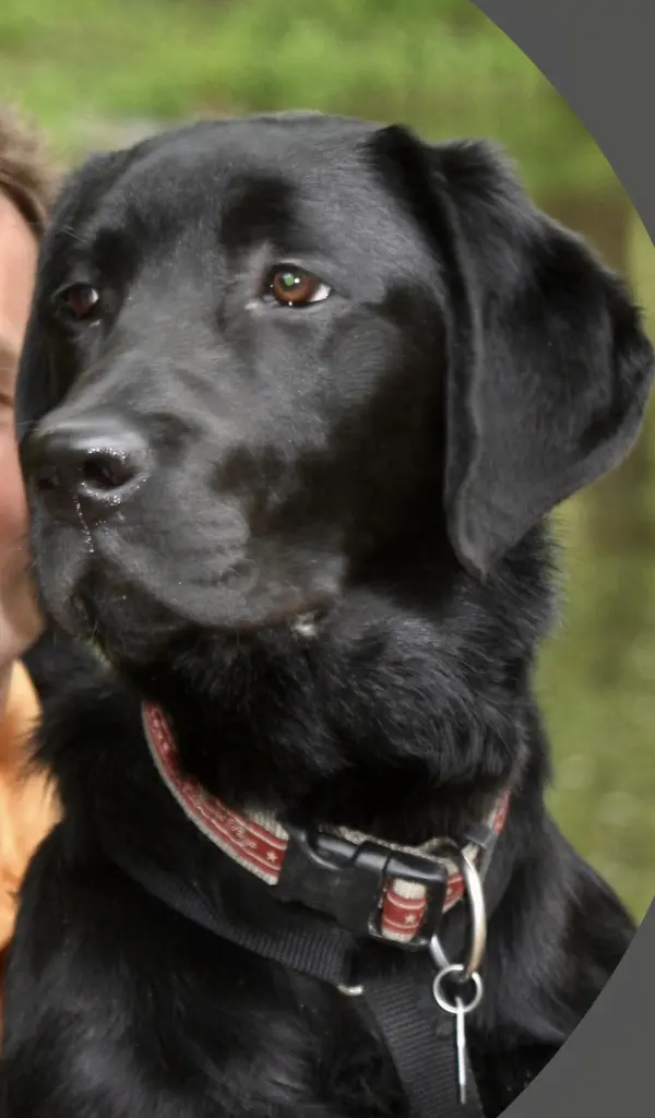Image from Balou