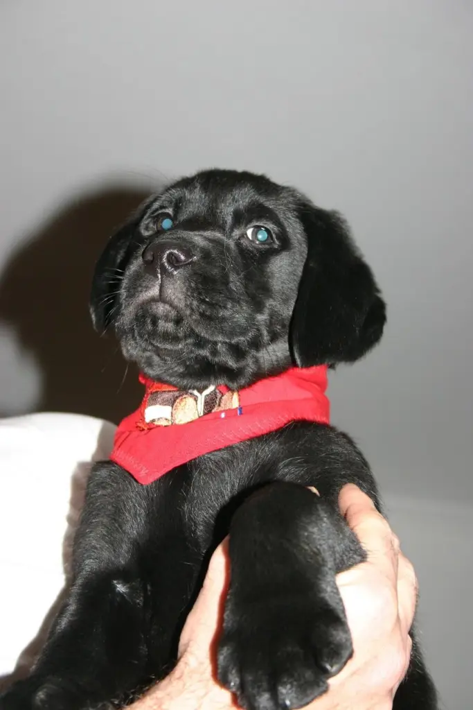 Image from Balou