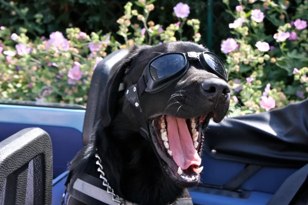 Image from Balou