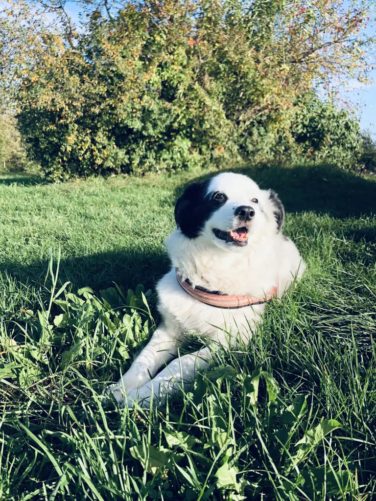 Condolence image of Für Chanel ❤️