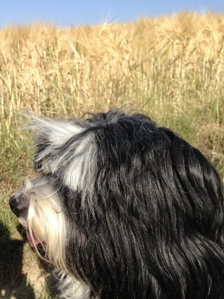 Condolence image of Isabell