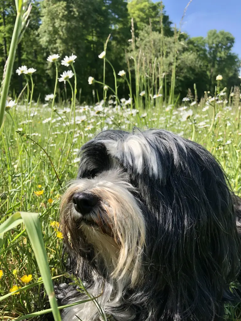 Condolence image of Isabell