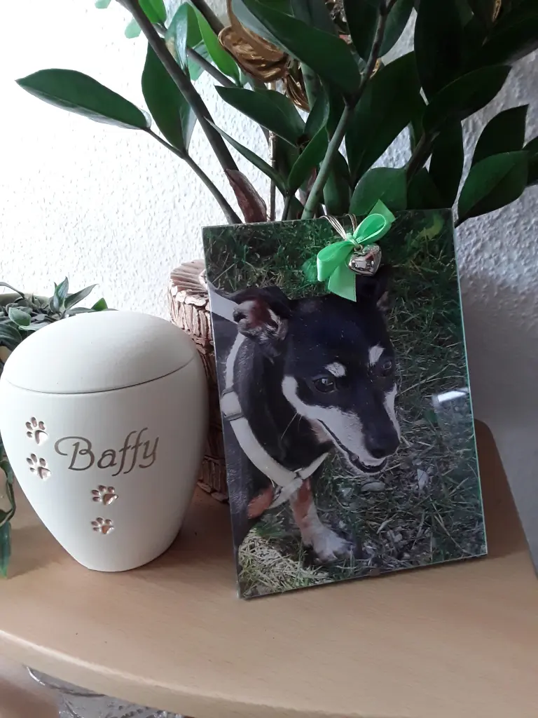 Condolence image of Cerstin und Seelenhund Baffy❤
