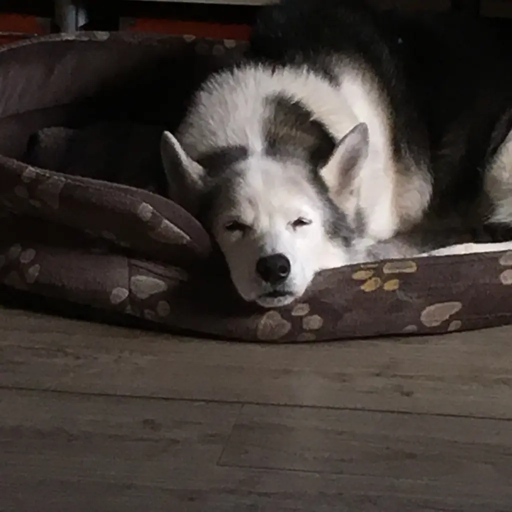 Image from Grizzly