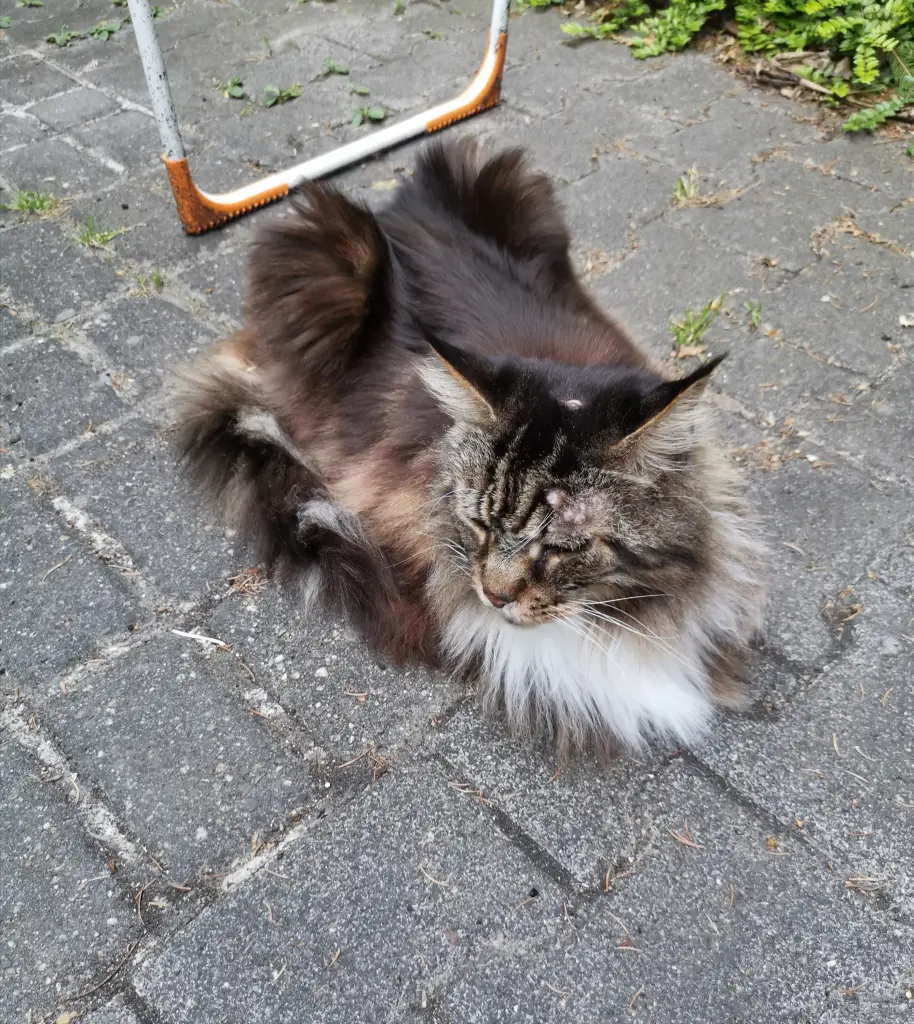 Image from Crusoe