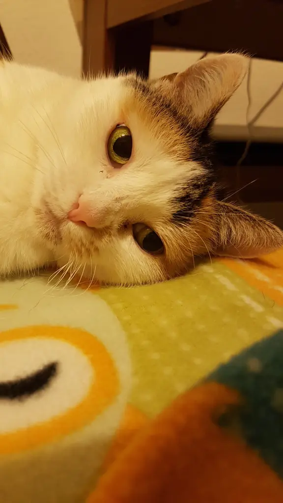 Condolence image of ❤Für Luna❤