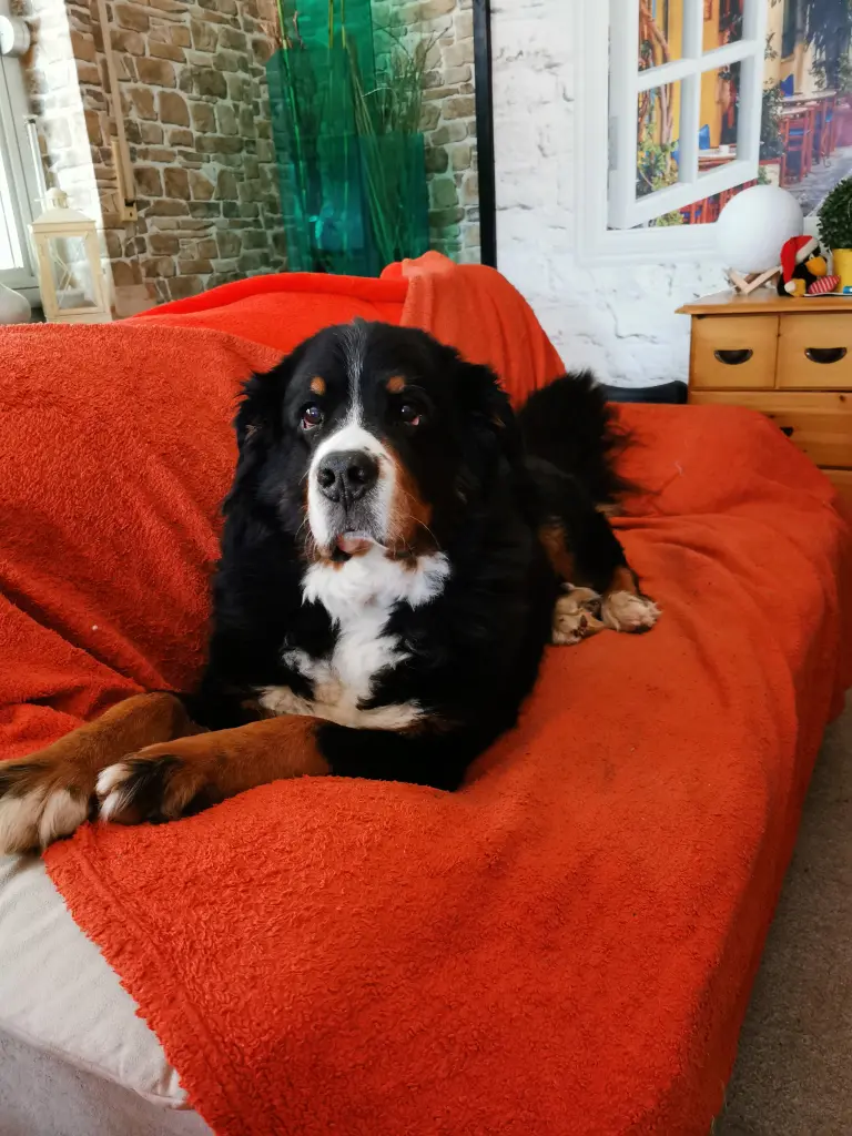 Image from Teddy