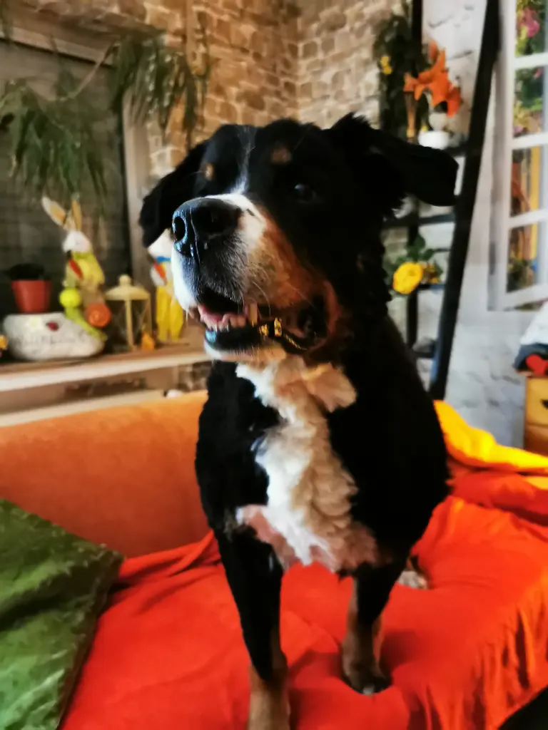 Image from Teddy