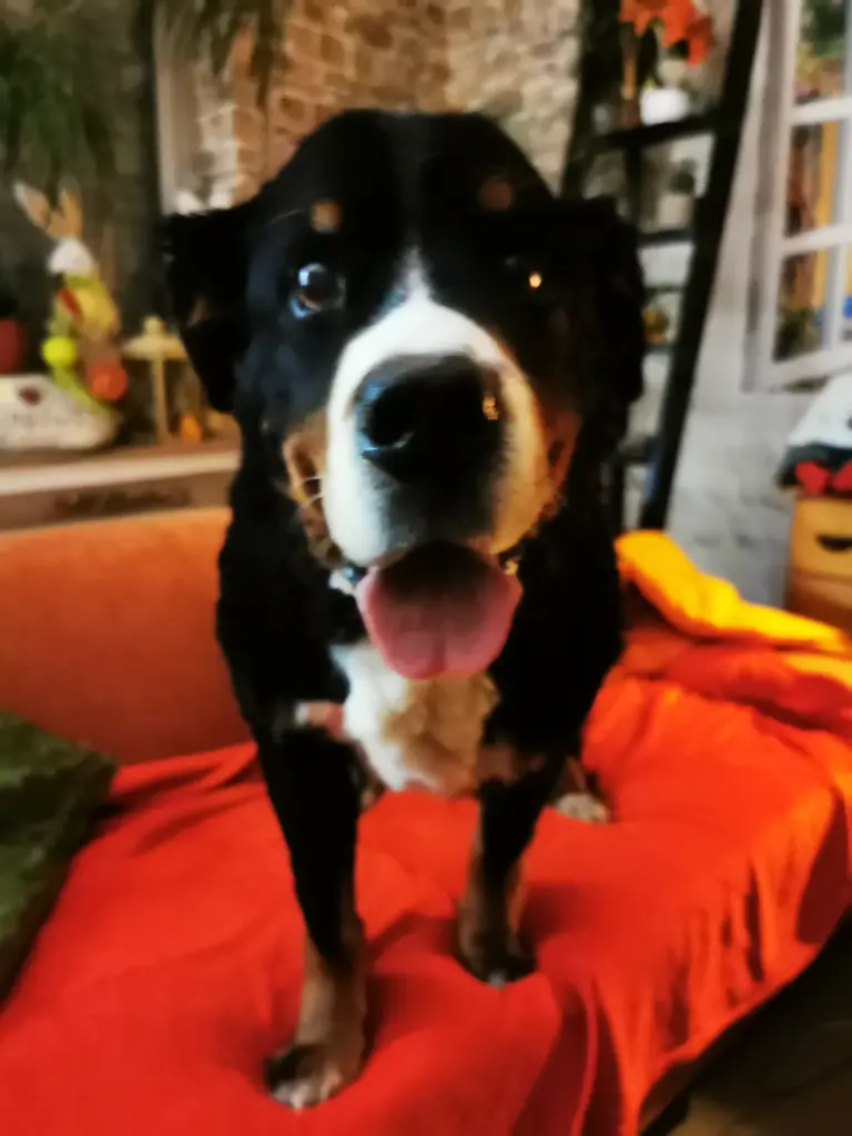 Image from Teddy