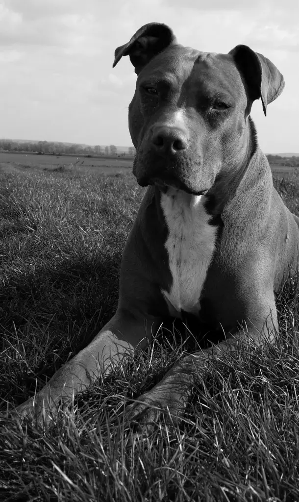 Image from Maja
