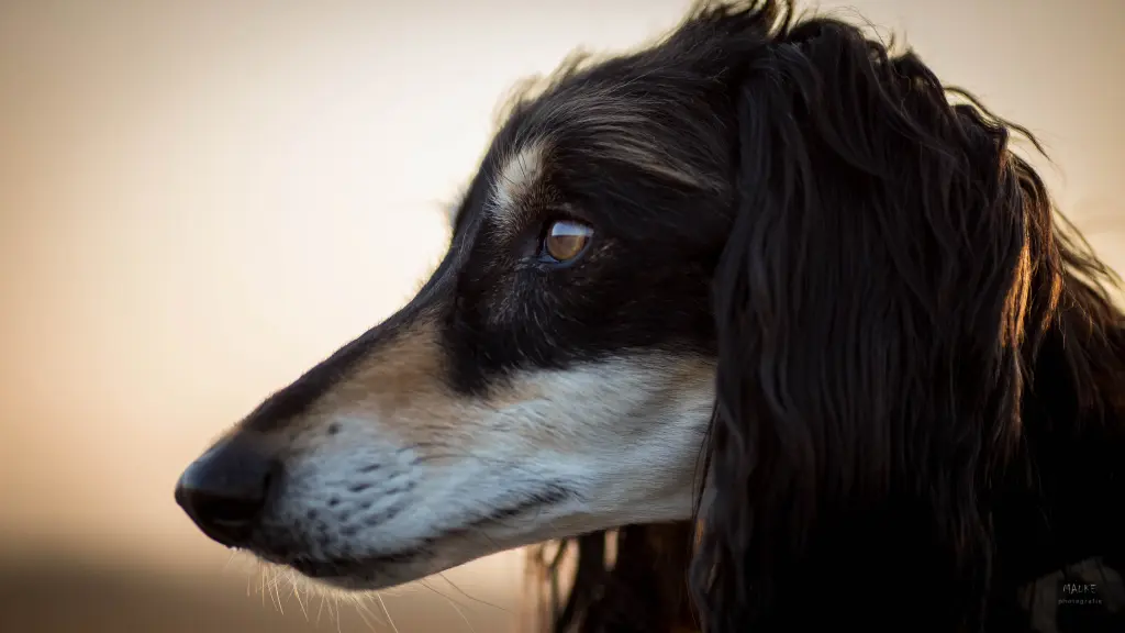 Image from Idrees
