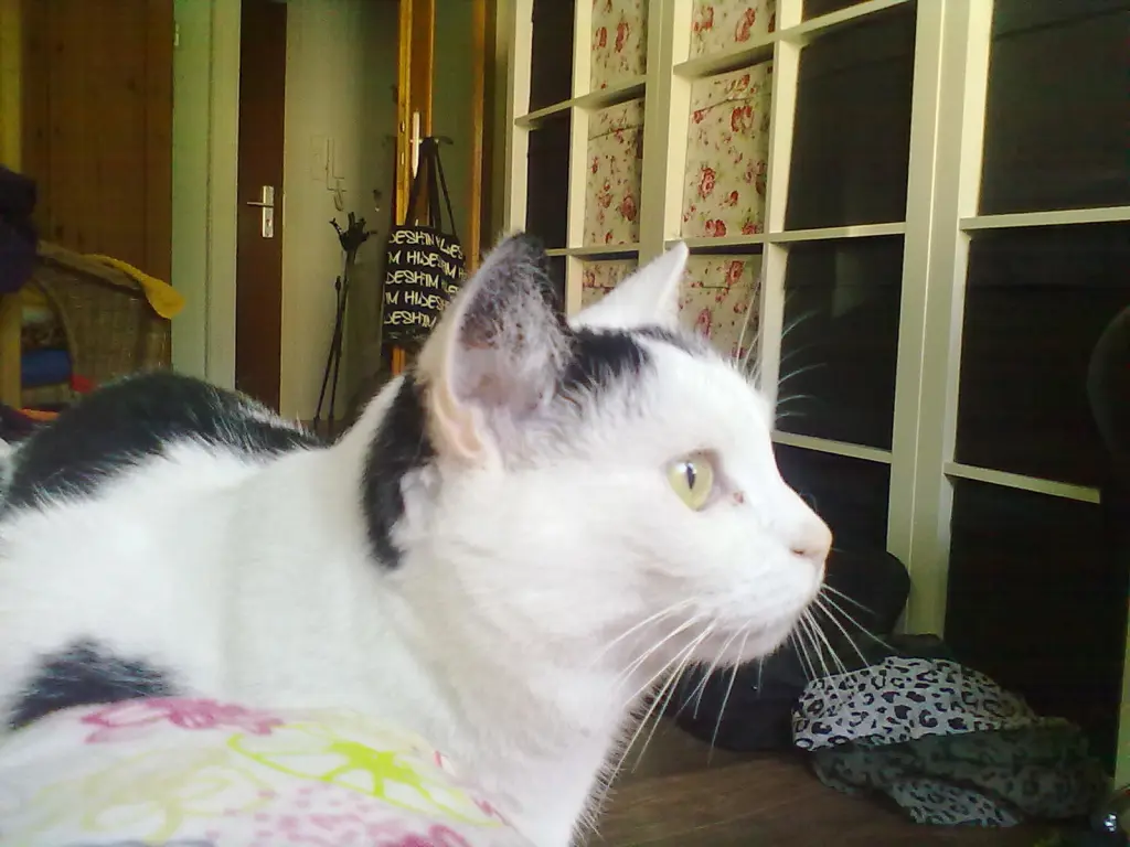 Image from Milla