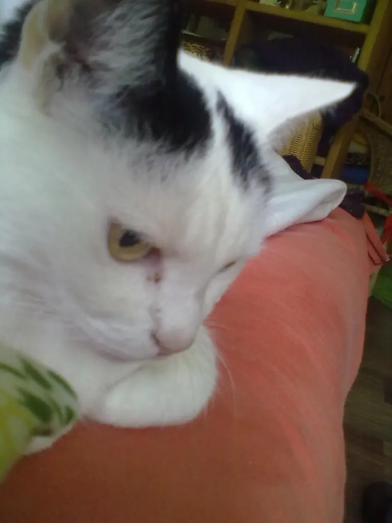 Image from Milla