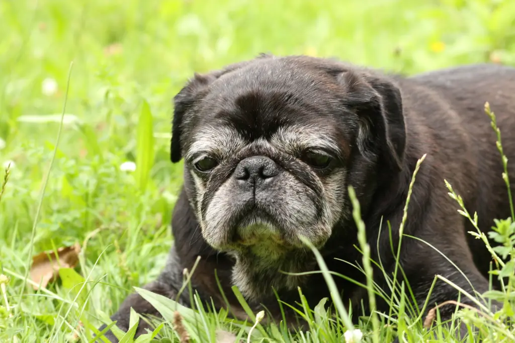 Condolence image of Cornelia mit Bruno & Barni im Herzen