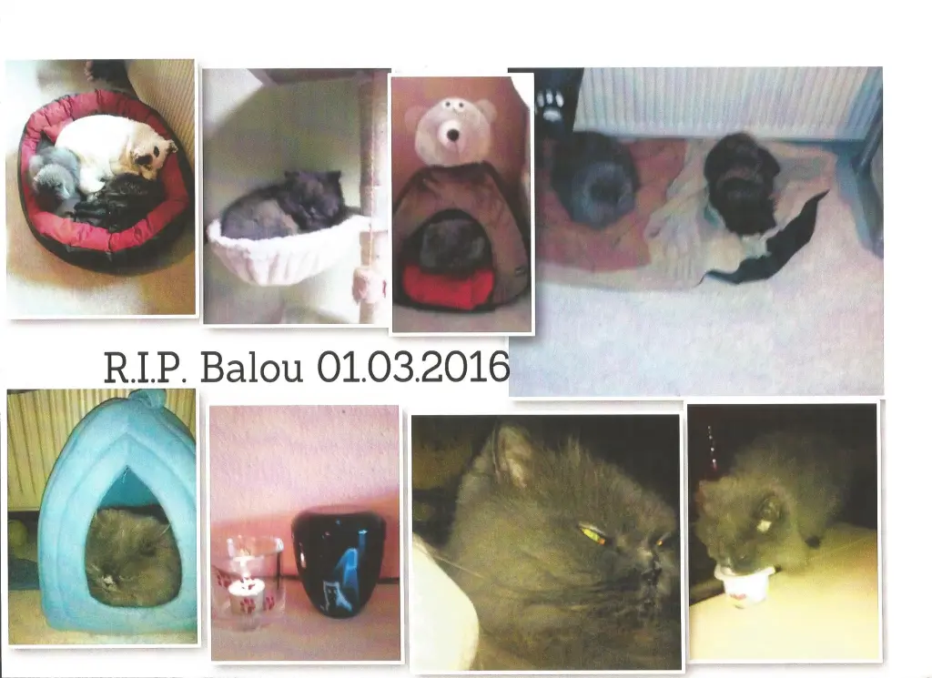 Image from Balou