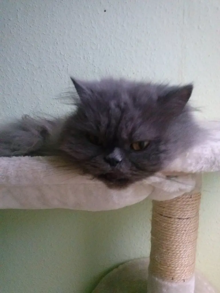 Image from Balou