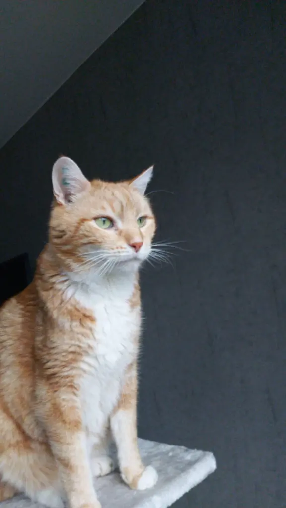 Image from Simba