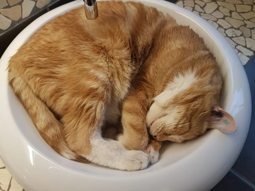 Image from Simba