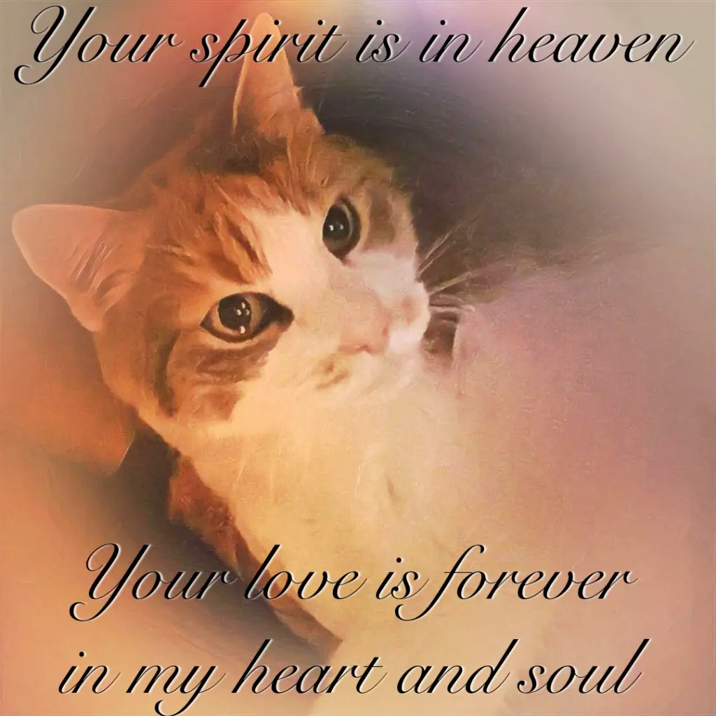 Image from Mia